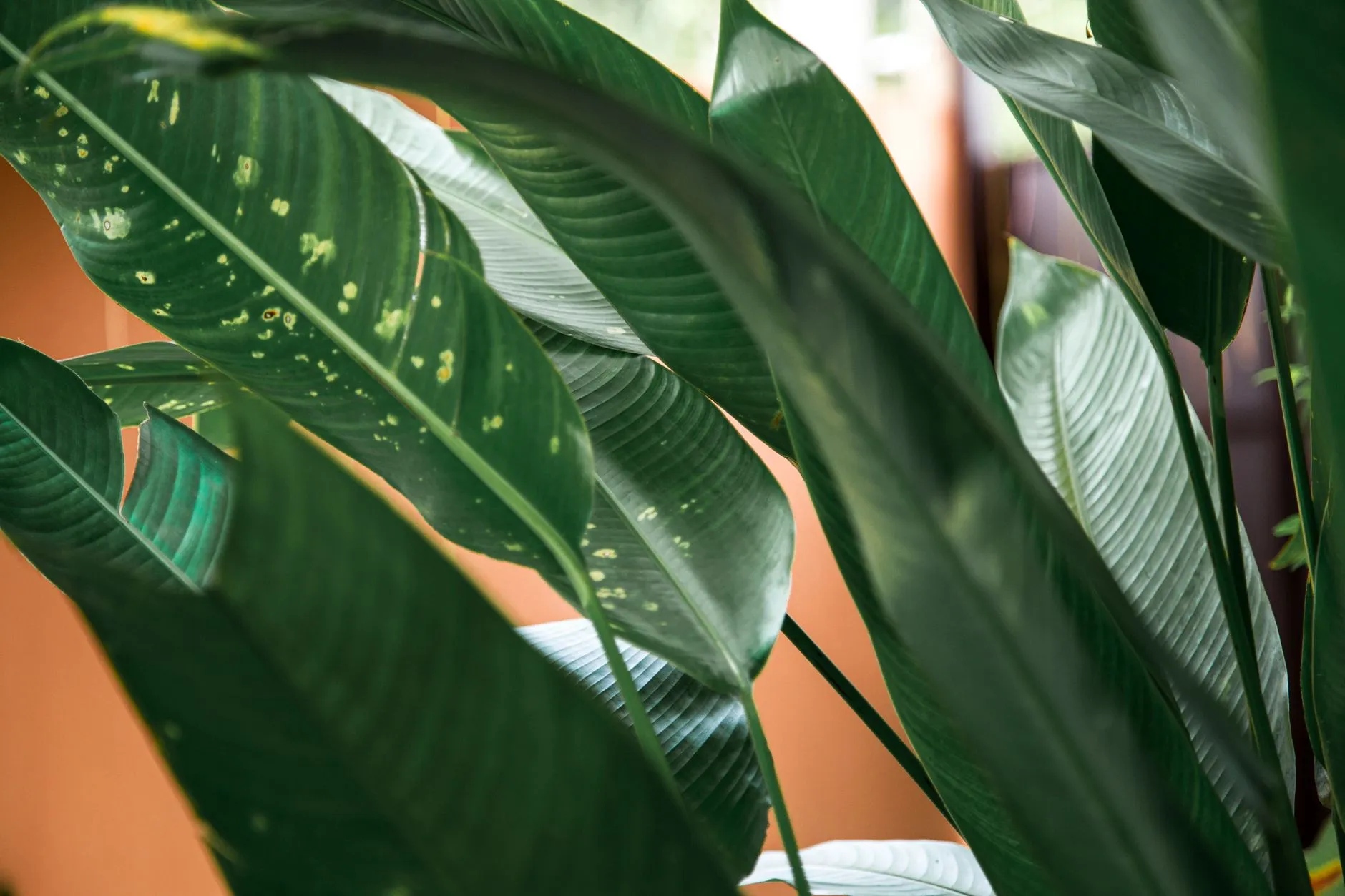 Close-up of houseplant leaves with pest damage spots, the kind of thing to check for before bringing plants indoors