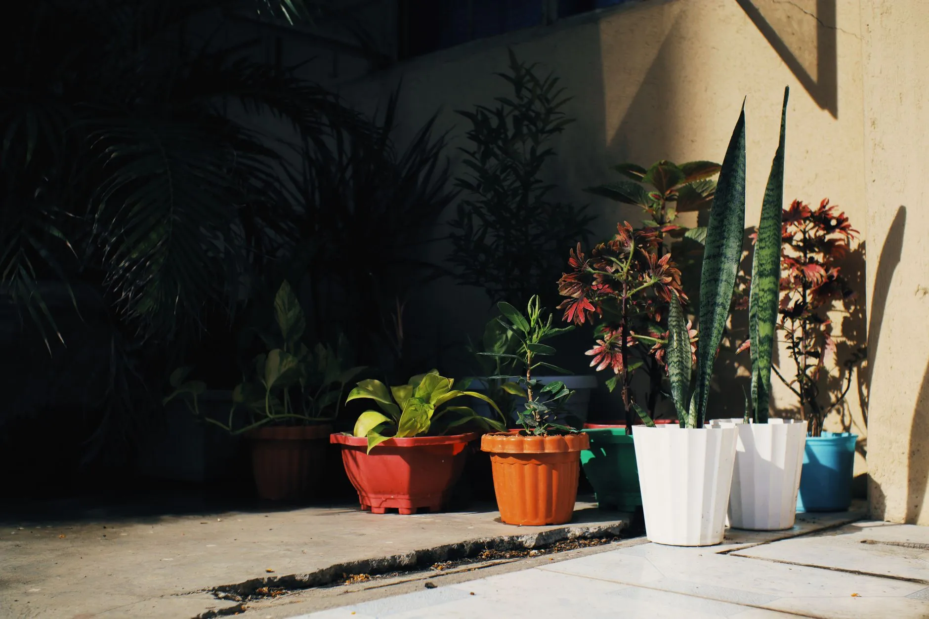 When to Bring Houseplants Indoors Before Fall (And How to Do It Right)
