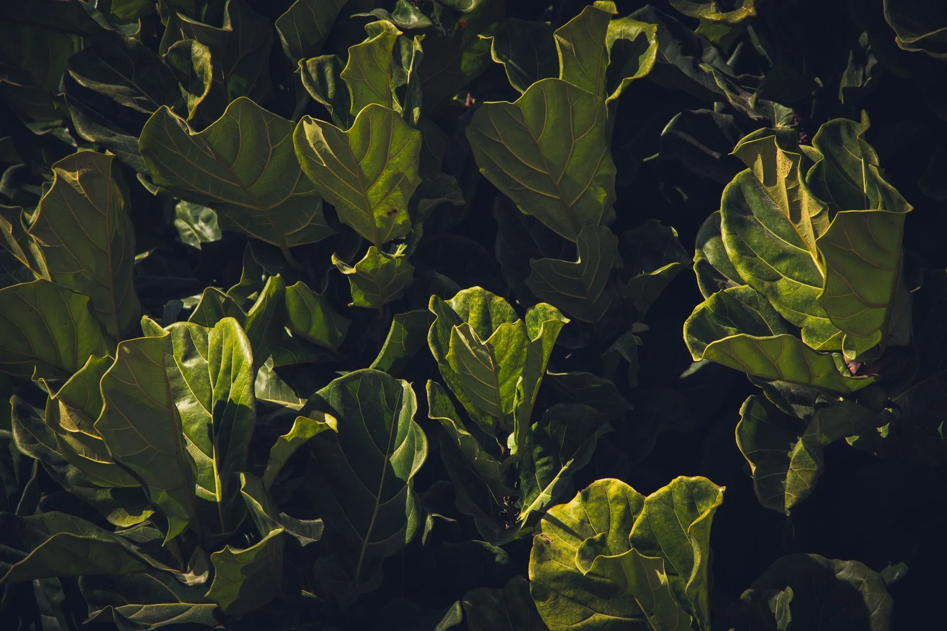 Close-up of fiddle leaf fig leaves