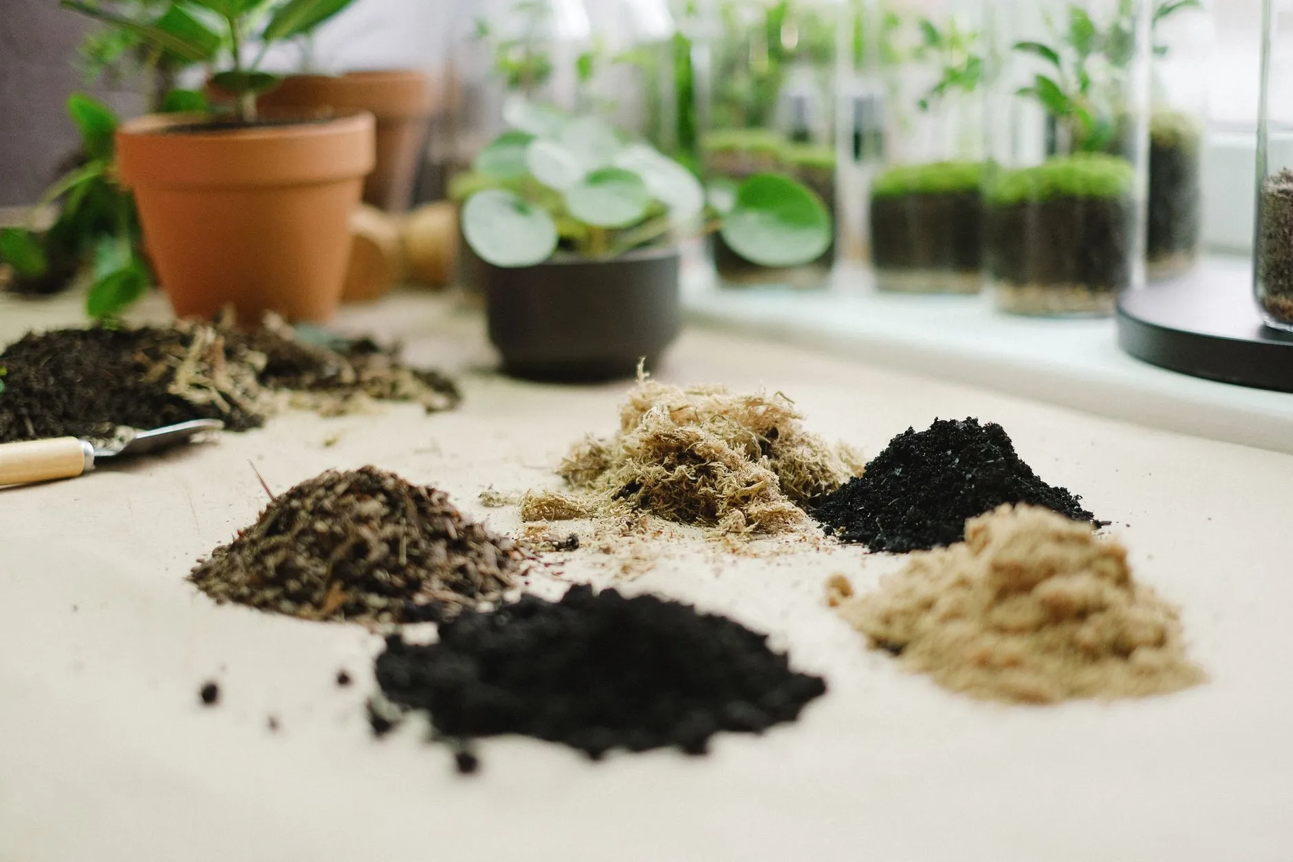 How to Get Rid of Fungus Gnats in Houseplants