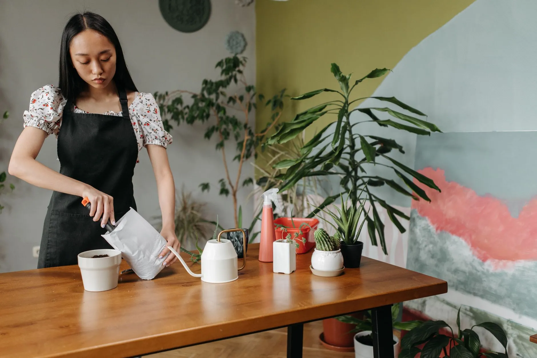 Watering a houseplant with fresh, well-draining potting soil