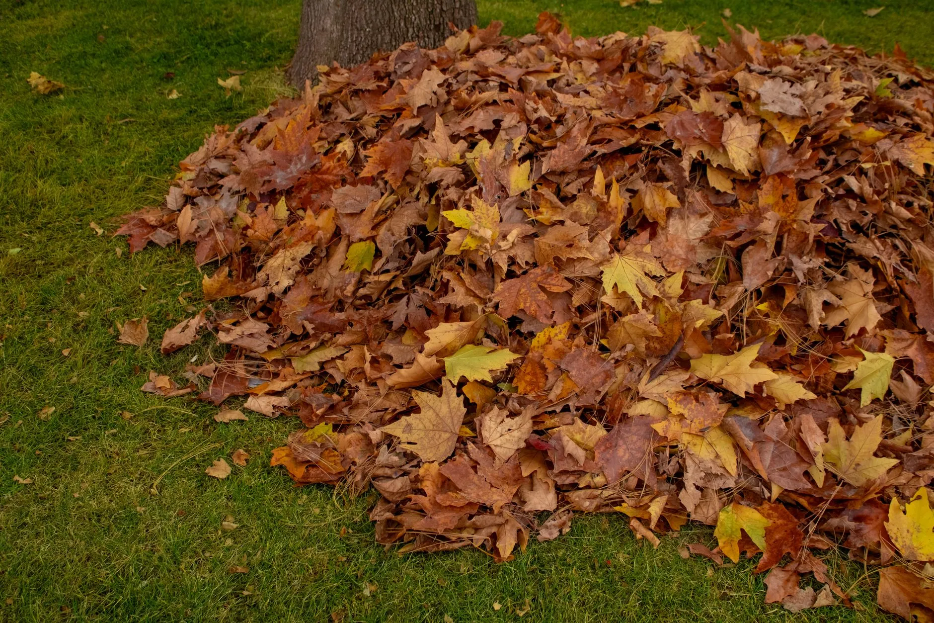 A tarp loaded with raked leaves being dragged across a yard toward the curb