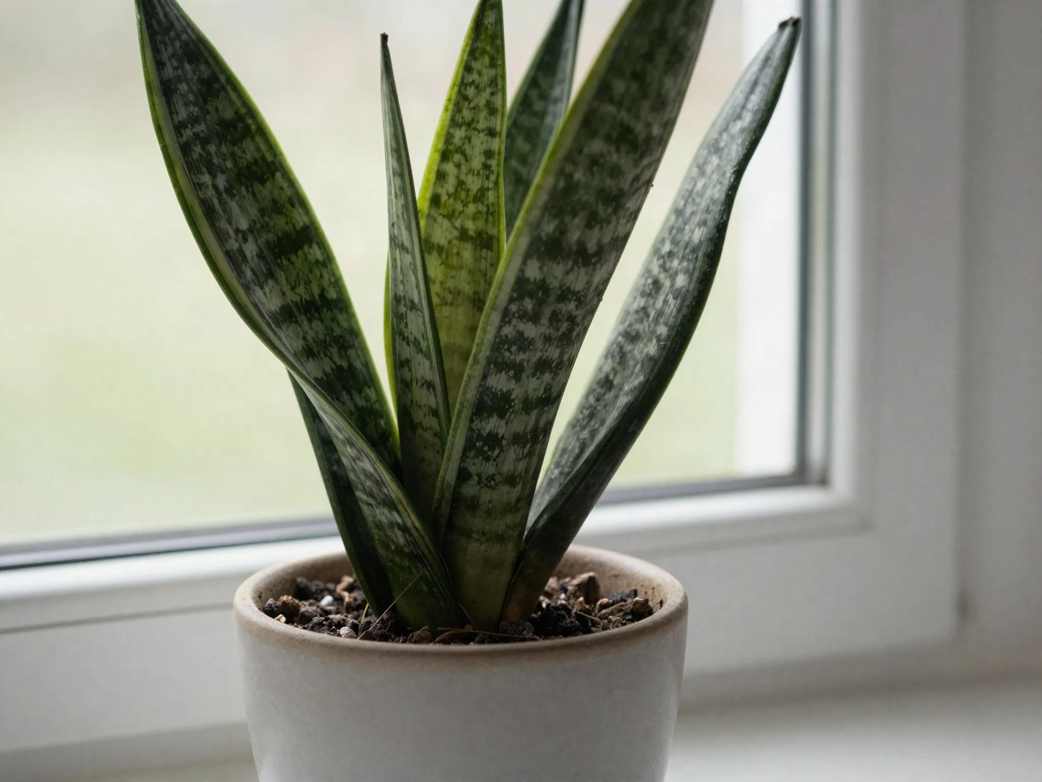 A healthy snake plant in a ceramic pot on a windowsill