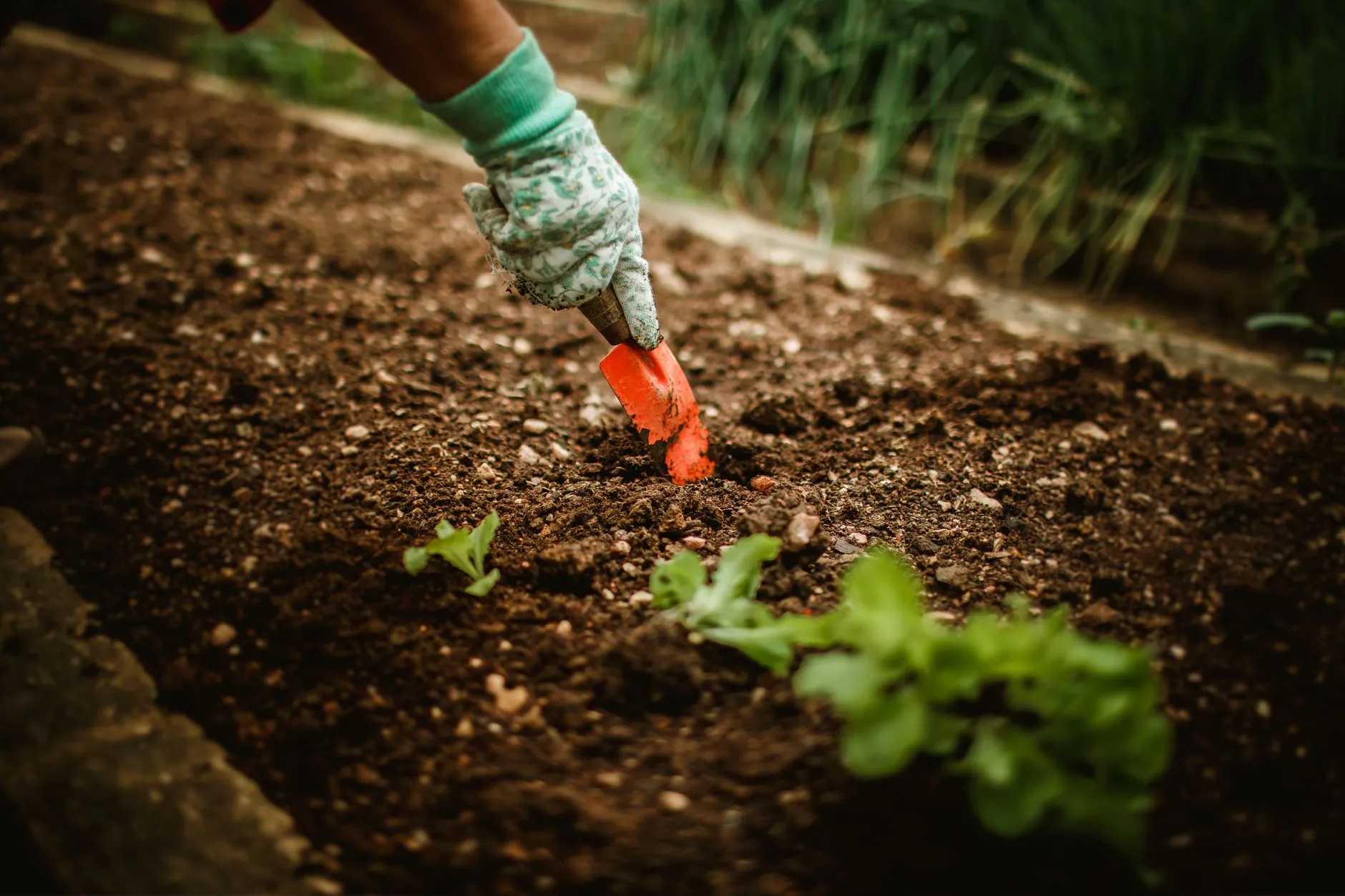 How to Divide and Transplant Perennials in Fall