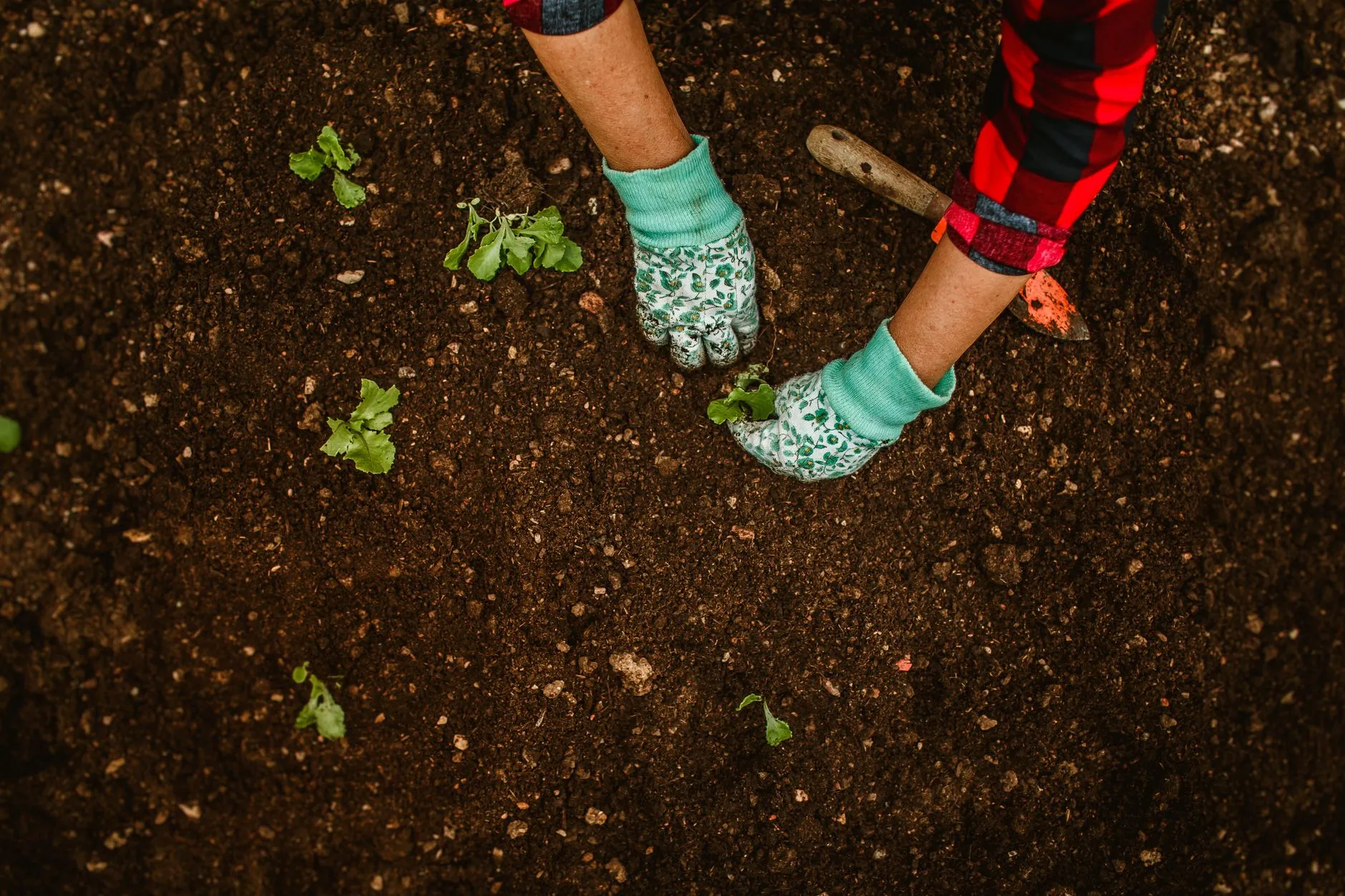 A garden fork lifting a large perennial root clump out of loosened soil