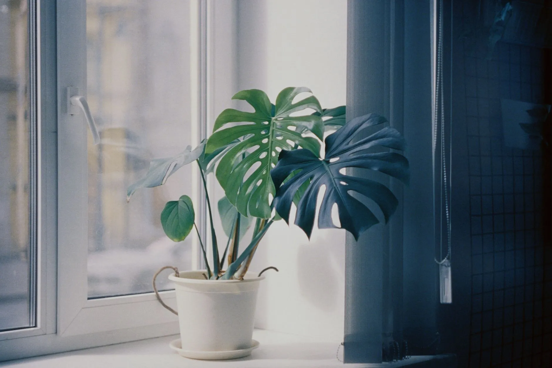 How to Propagate Houseplants from Cuttings (Water and Soil Methods)