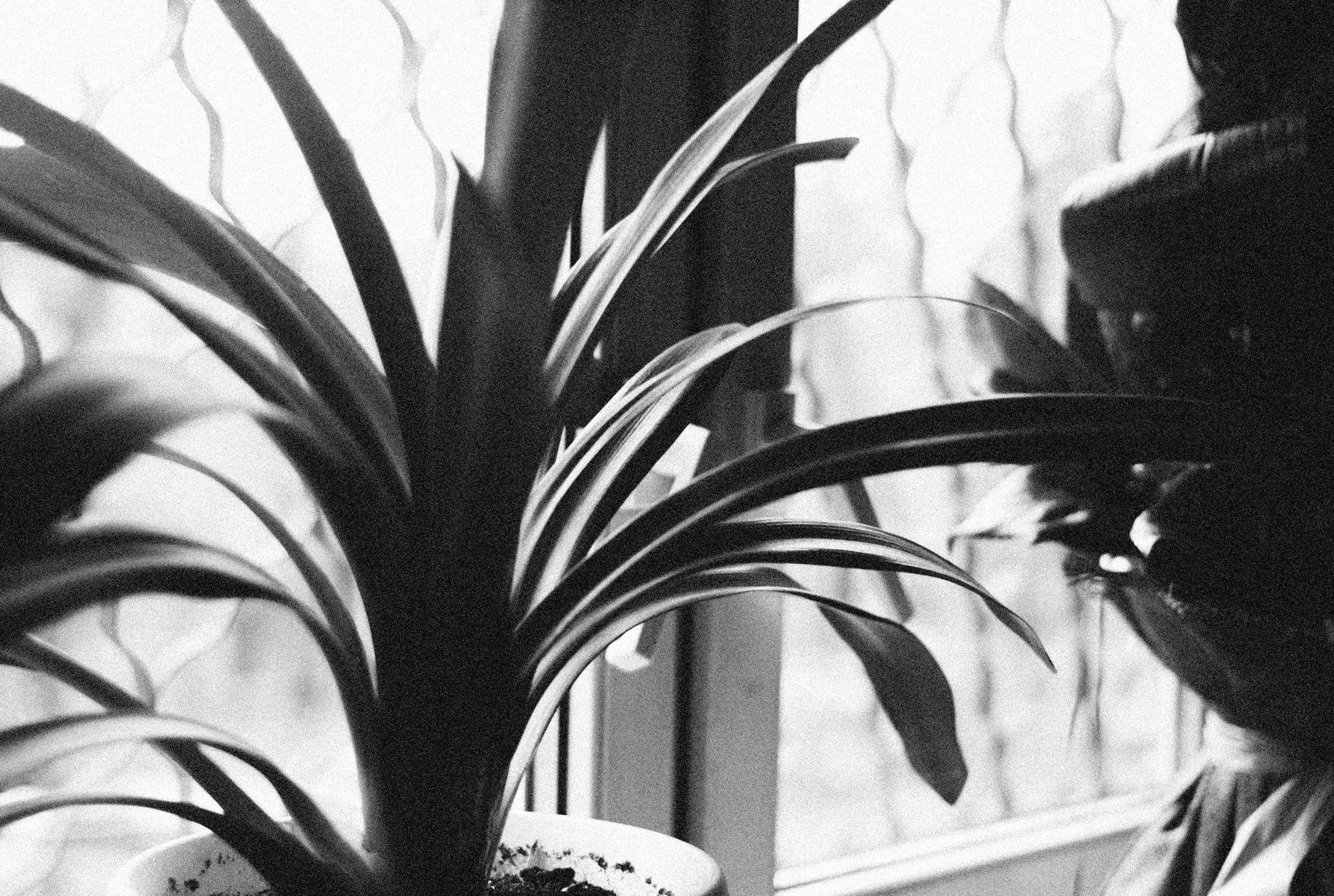 A rooted plant cutting in a glass jar of water on a bright windowsill