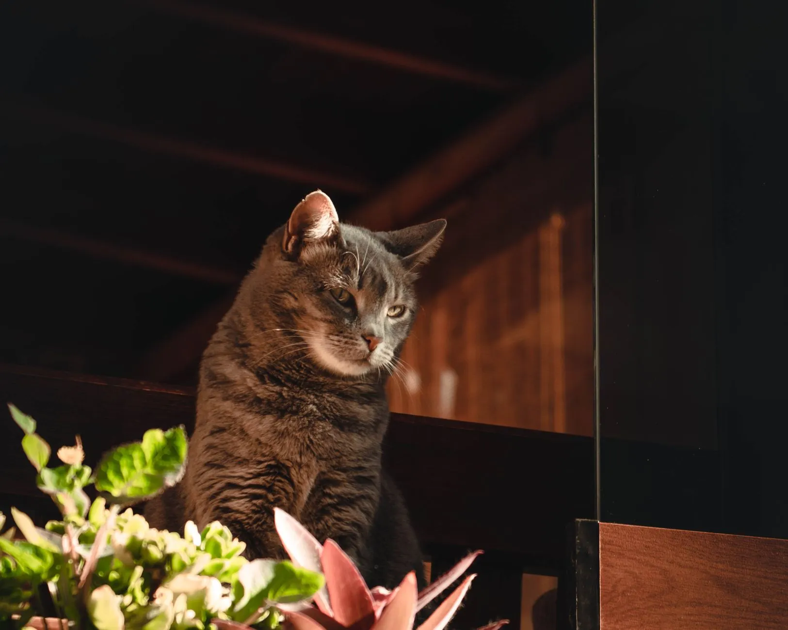 10 Pet-Safe Low-Light Indoor Plants (Non-Toxic to Cats & Dogs)