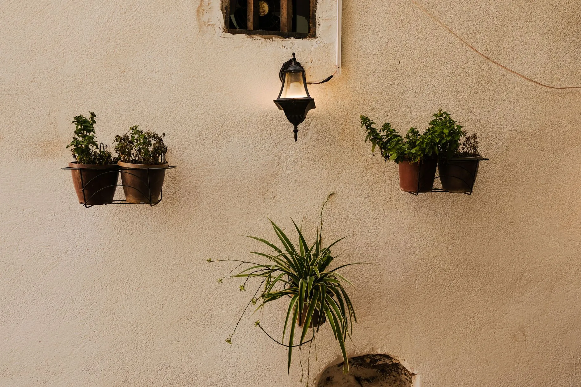 A spider plant in a hanging pot