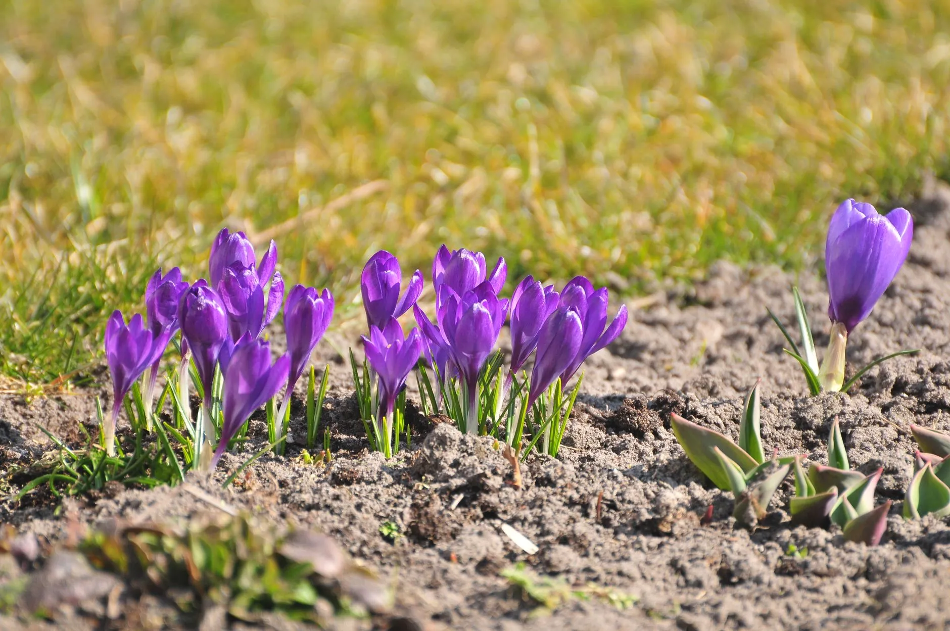 How to Plant Spring-Blooming Bulbs in Fall (Tulips, Daffodils, and More)