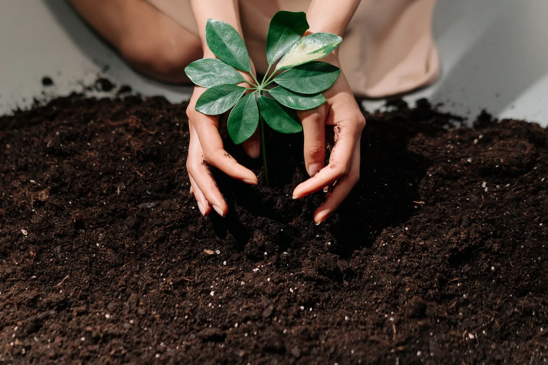 How to Test Your Soil pH and Fix It Naturally