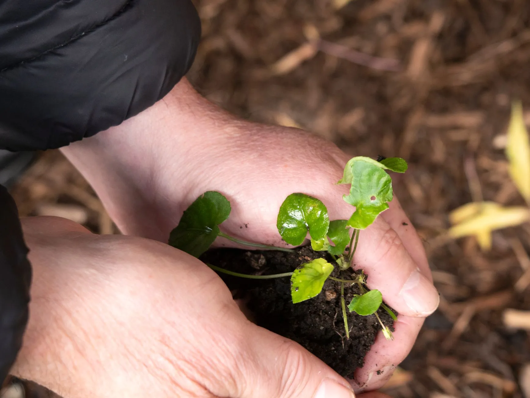 Hands holding a scoop of healthy garden soil with a small seedling