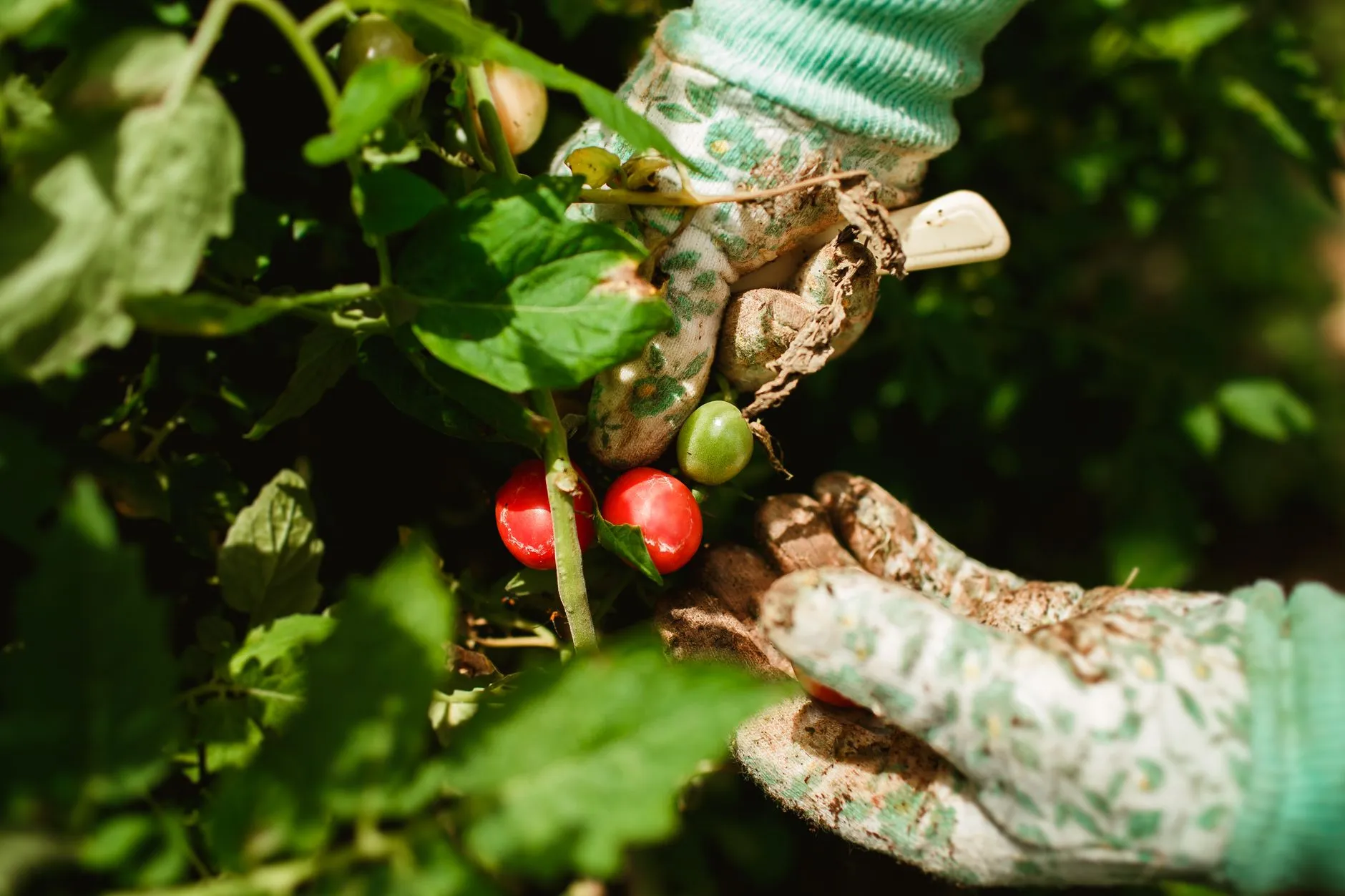 Harvesting ripe tomatoes from a container-grown plant