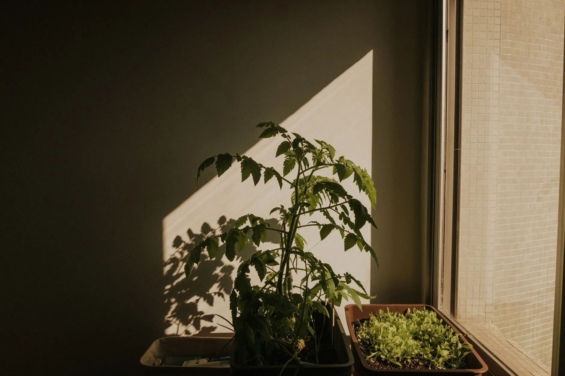 How to Grow Tomatoes in Pots